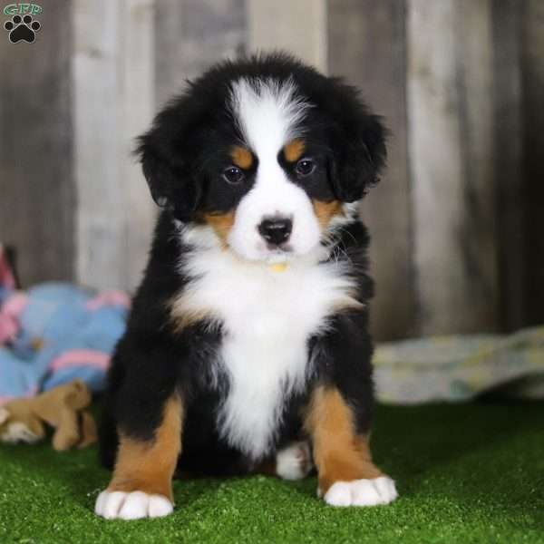 Chuck, Bernese Mountain Dog Puppy